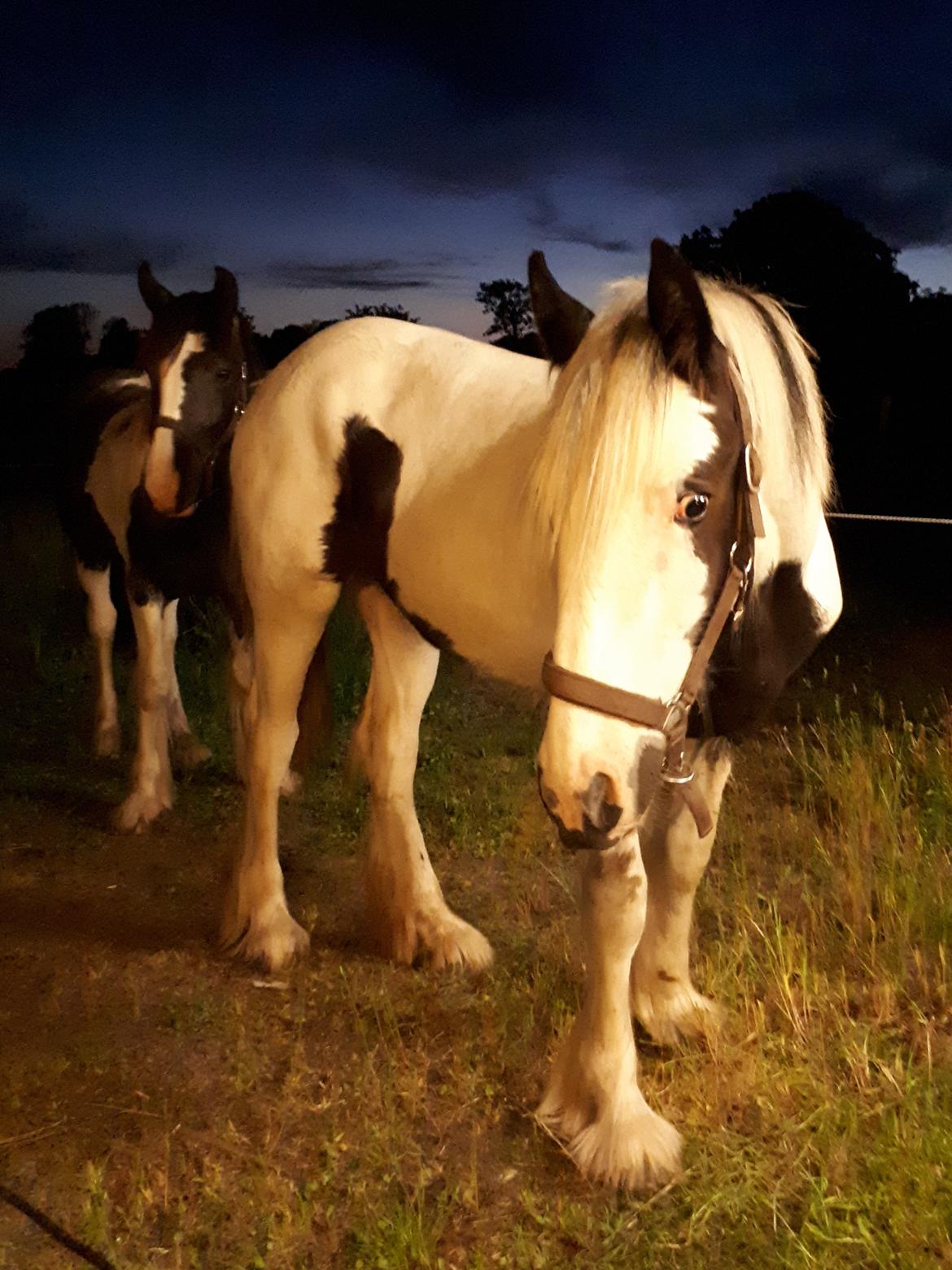 Drumhorse Alanas Dunja et Drumhorse Giant - Netop ankommet til Bornholm - maj 2017 billede 2