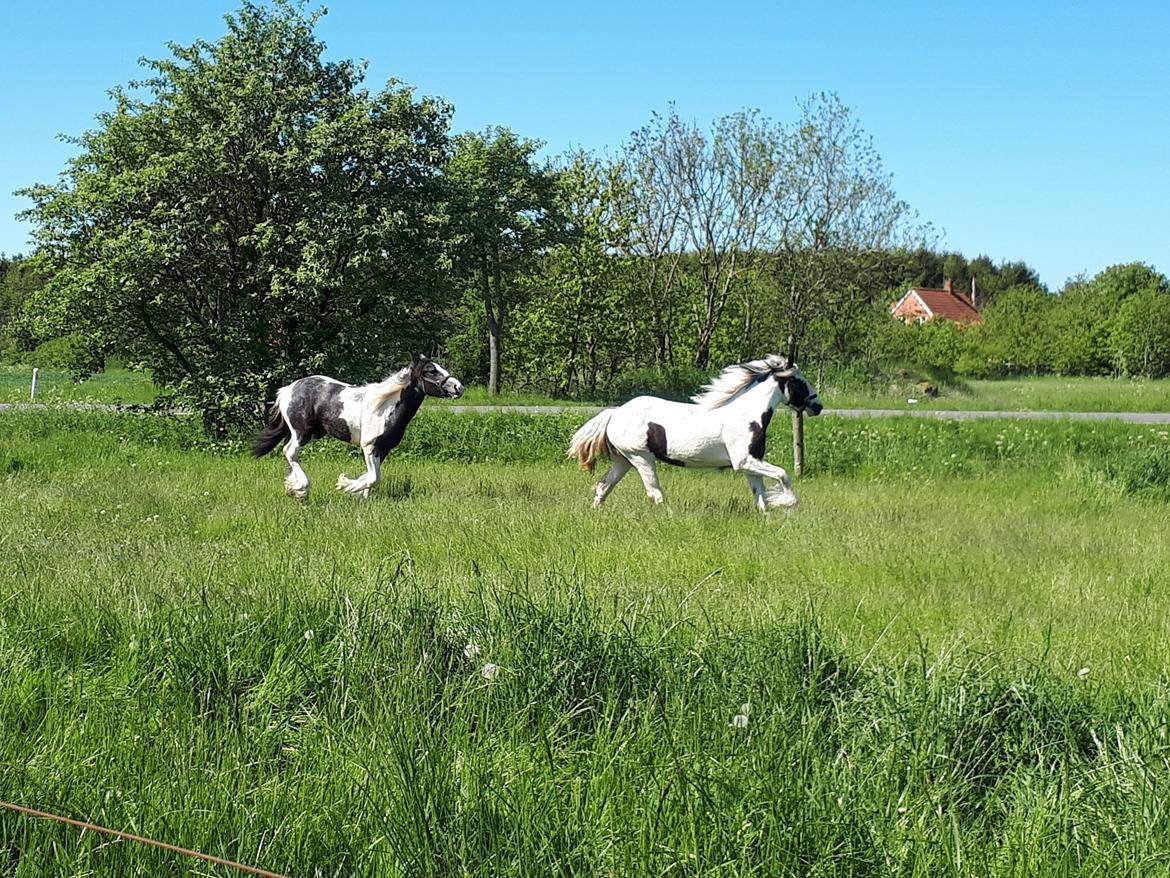 Drumhorse Alanas Dunja et Drumhorse Giant - Fangeleg med Arven - maj 2017 billede 4