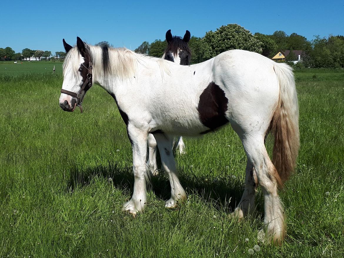 Drumhorse Alanas Dunja et Drumhorse Giant - Maj 2017 billede 6