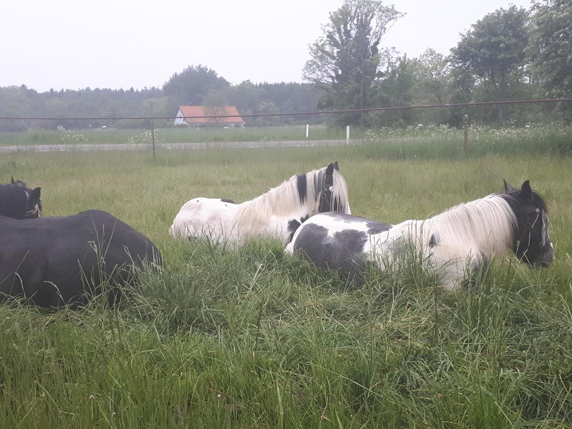 Drumhorse Alanas Dunja et Drumhorse Giant - En tidlig morgen er Dunja og vennerne endnu ikke stået op - Juni 2017 billede 7