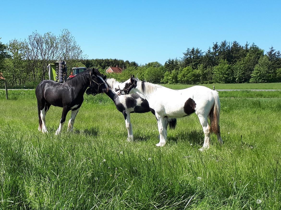 Drumhorse Alanas Dunja et Drumhorse Giant - "Hey, store hest, du må ikke gøre mig fortræd - jeg er kun en baby" - maj 2017 billede 3