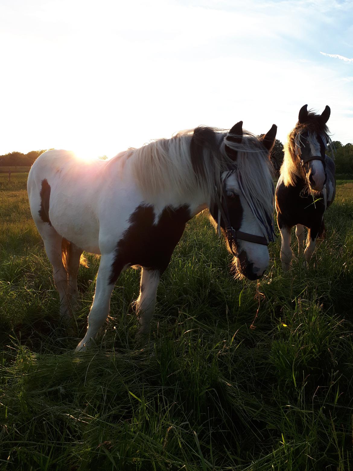 Drumhorse Alanas Dunja et Drumhorse Giant - Juni 2017 billede 8