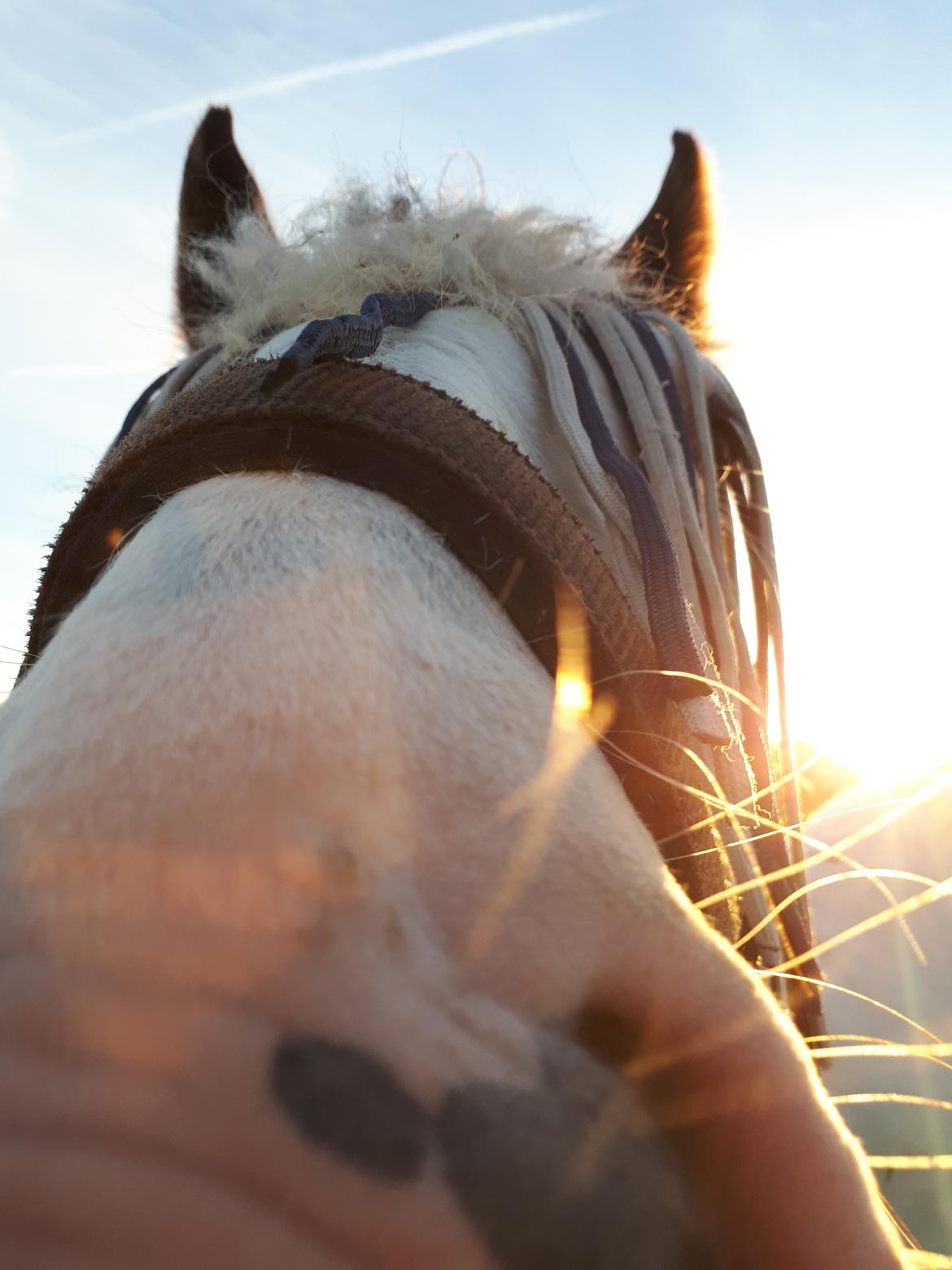 Drumhorse Alanas Dunja et Drumhorse Giant - "Hej menneske - jeg spiser lige din mobil" - Juni 2017 billede 9