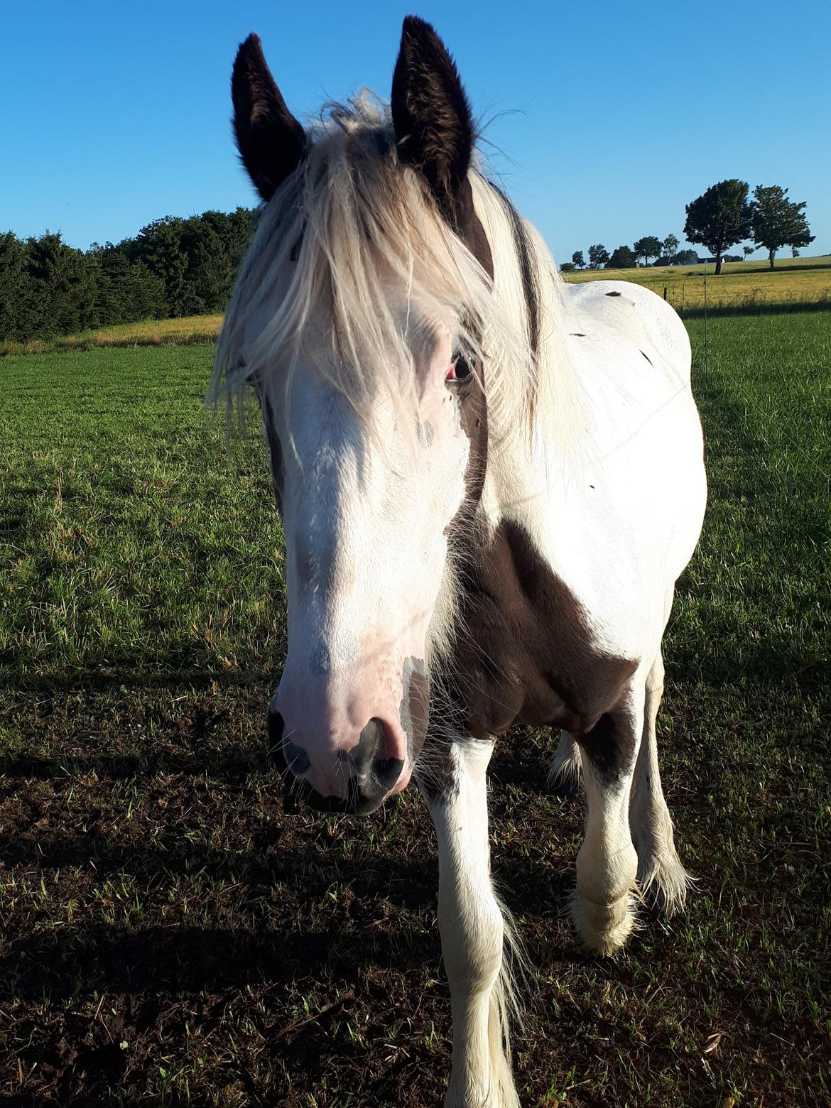 Drumhorse Alanas Dunja et Drumhorse Giant - Juli 2017 billede 11