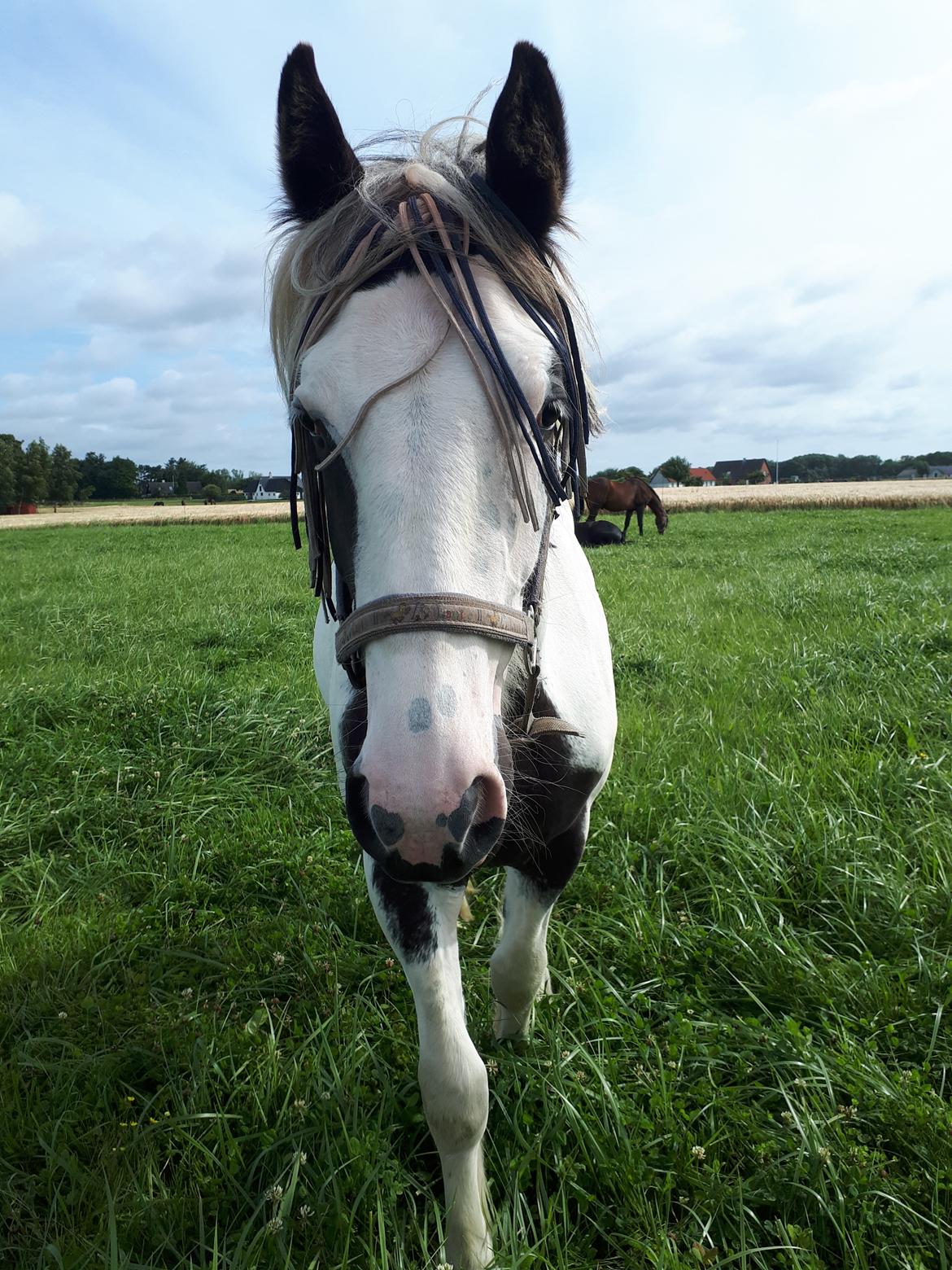 Drumhorse Alanas Dunja et Drumhorse Giant - "Fluepandebånd siger du? Skal det ikke om i nakken?" - August 2017 billede 12