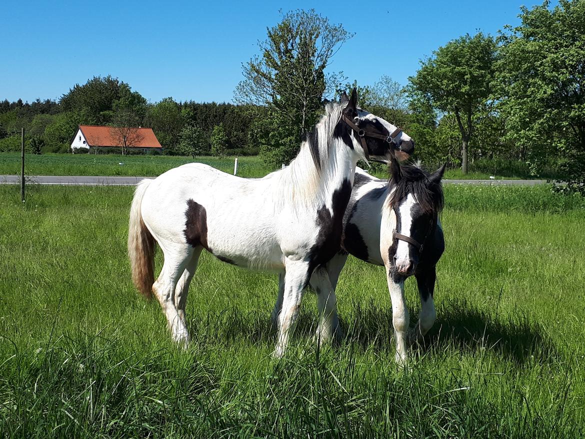 Drumhorse Alanas Dunja et Drumhorse Giant - Maj 2017 billede 5