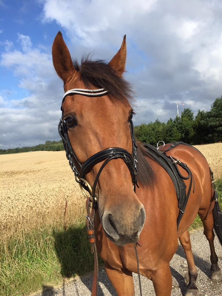 Traver Strauss Enemærket billede 2