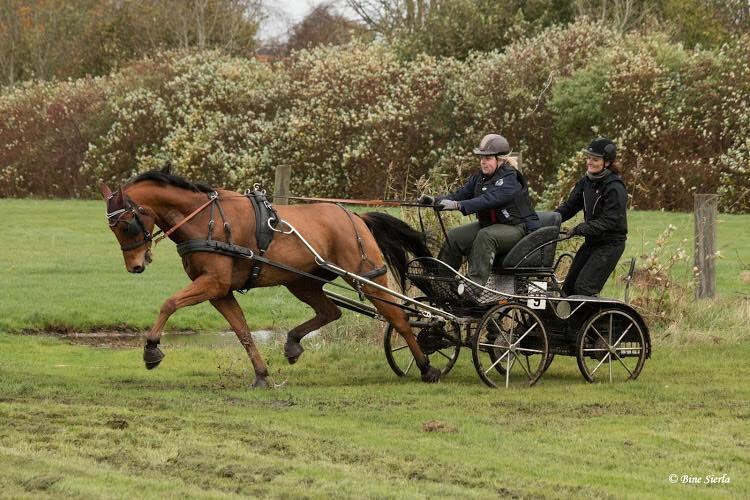 Traver Strauss Enemærket billede 6