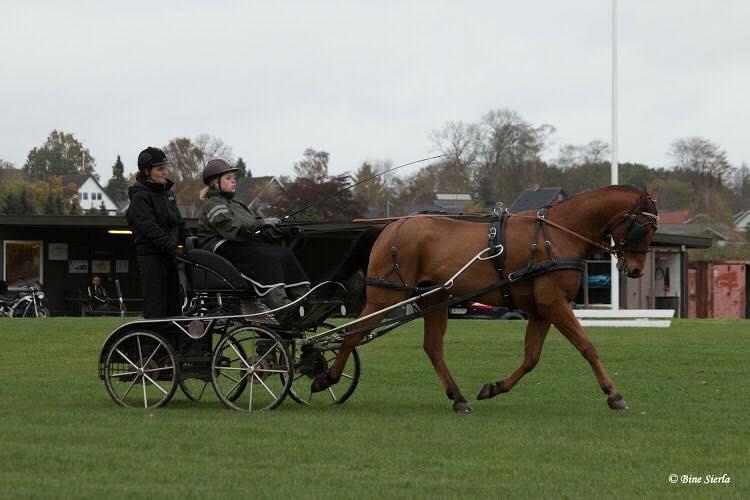 Traver Strauss Enemærket billede 1