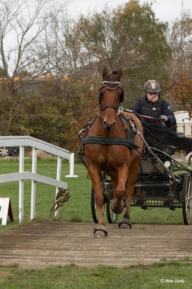 Traver Strauss Enemærket billede 8