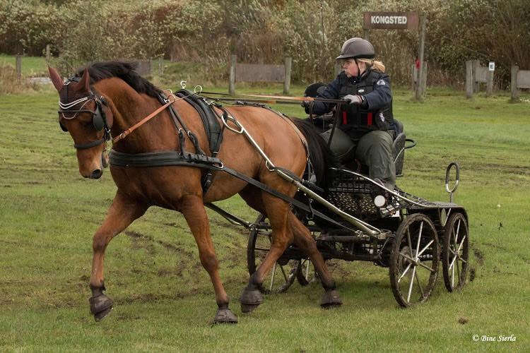 Traver Strauss Enemærket billede 10