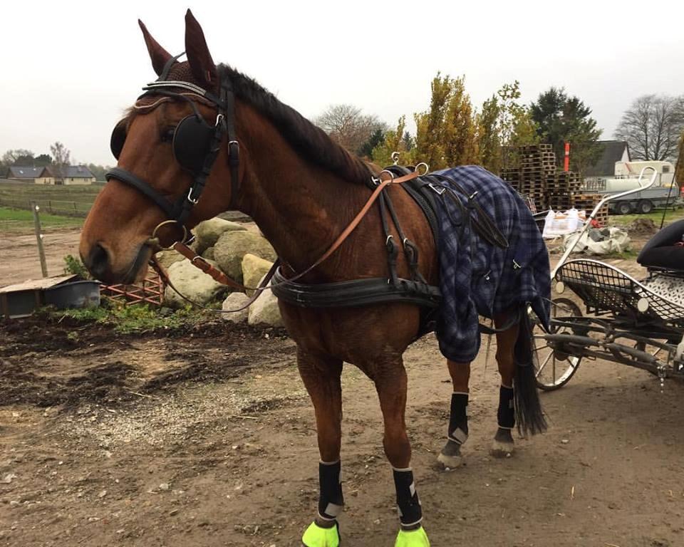 Traver Strauss Enemærket billede 11