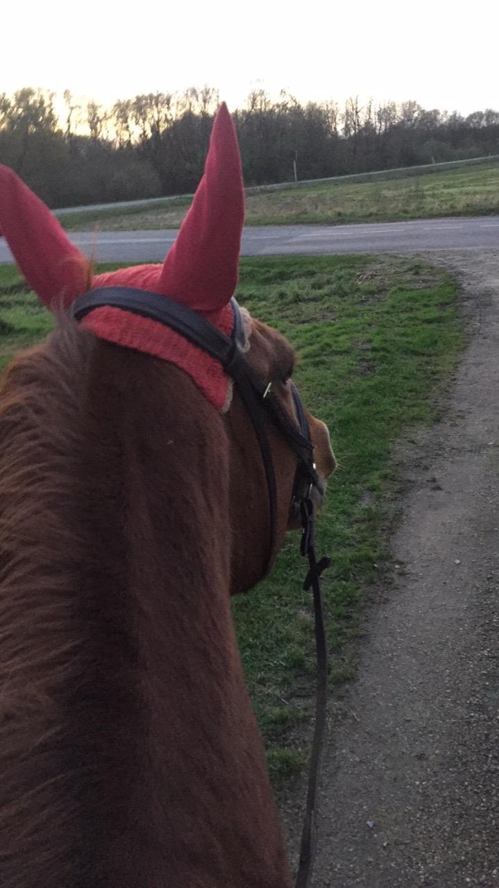 Svensk Varmblod Zelebien DM billede 2