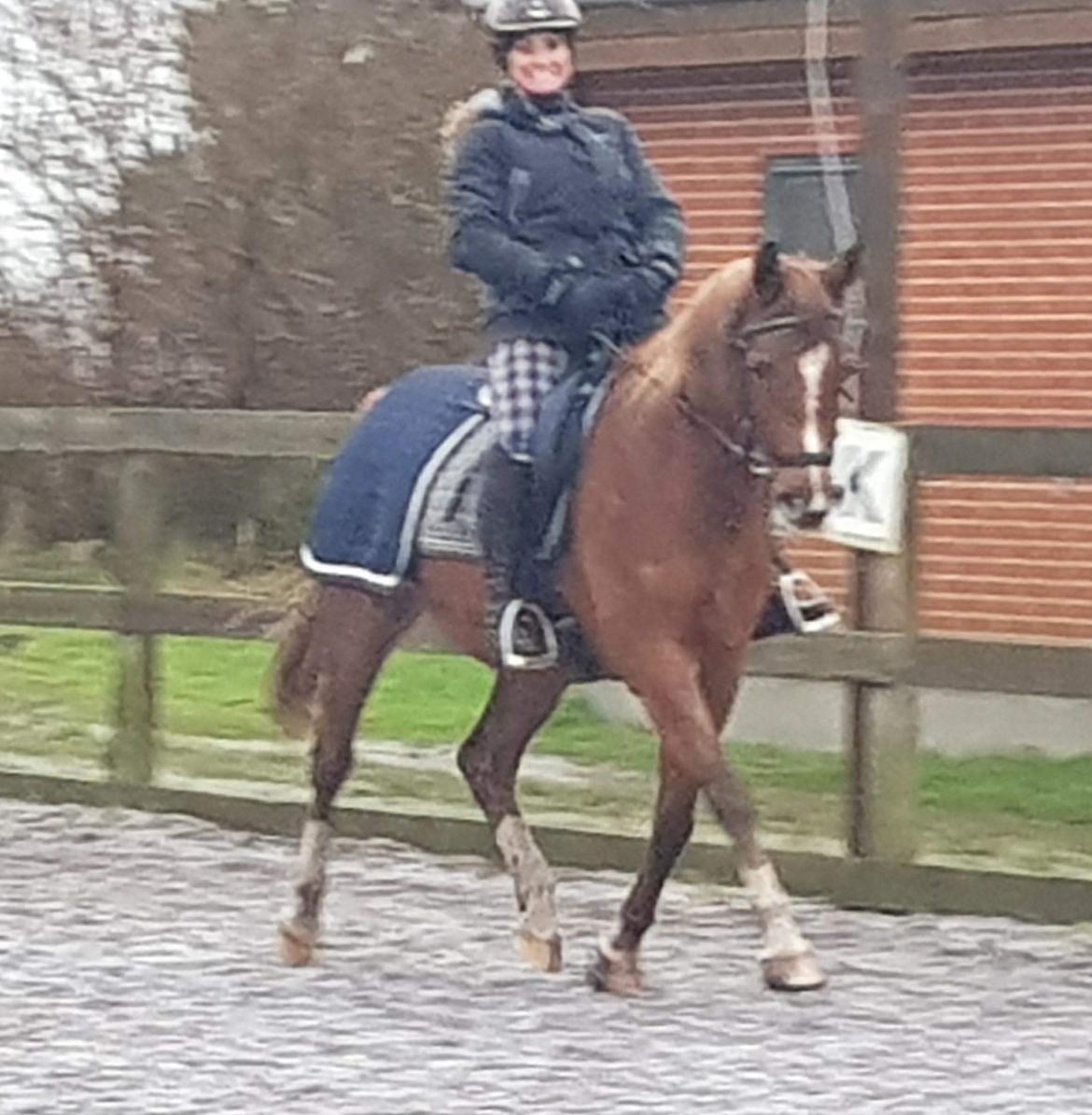 Arabisk fuldblod (OX) Zahrah hamrah el azraff ox billede 12