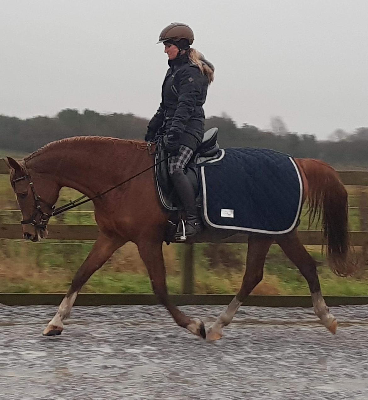 Arabisk fuldblod (OX) Zahrah hamrah el azraff ox billede 16