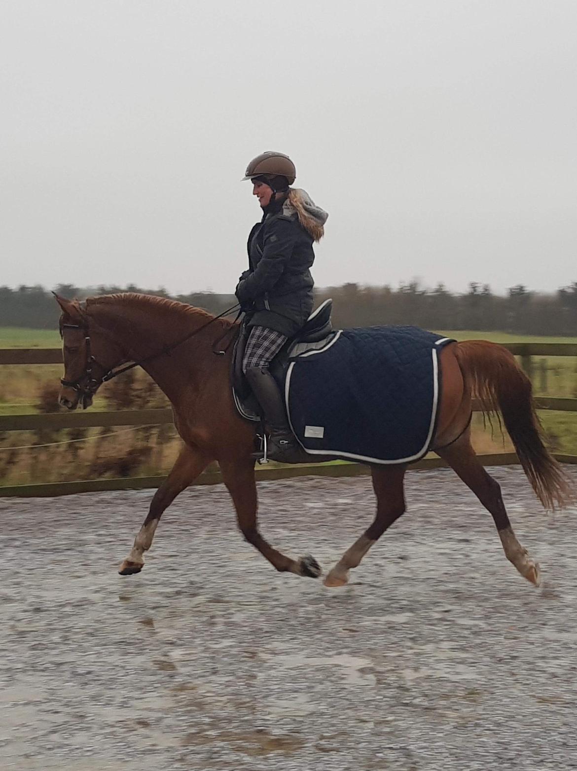 Arabisk fuldblod (OX) Zahrah hamrah el azraff ox billede 13