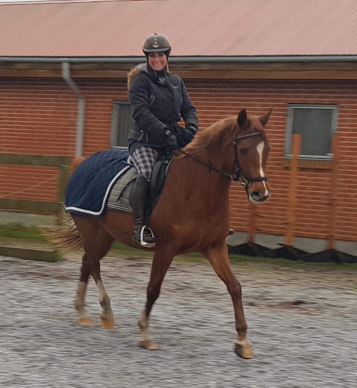 Arabisk fuldblod (OX) Zahrah hamrah el azraff ox billede 19