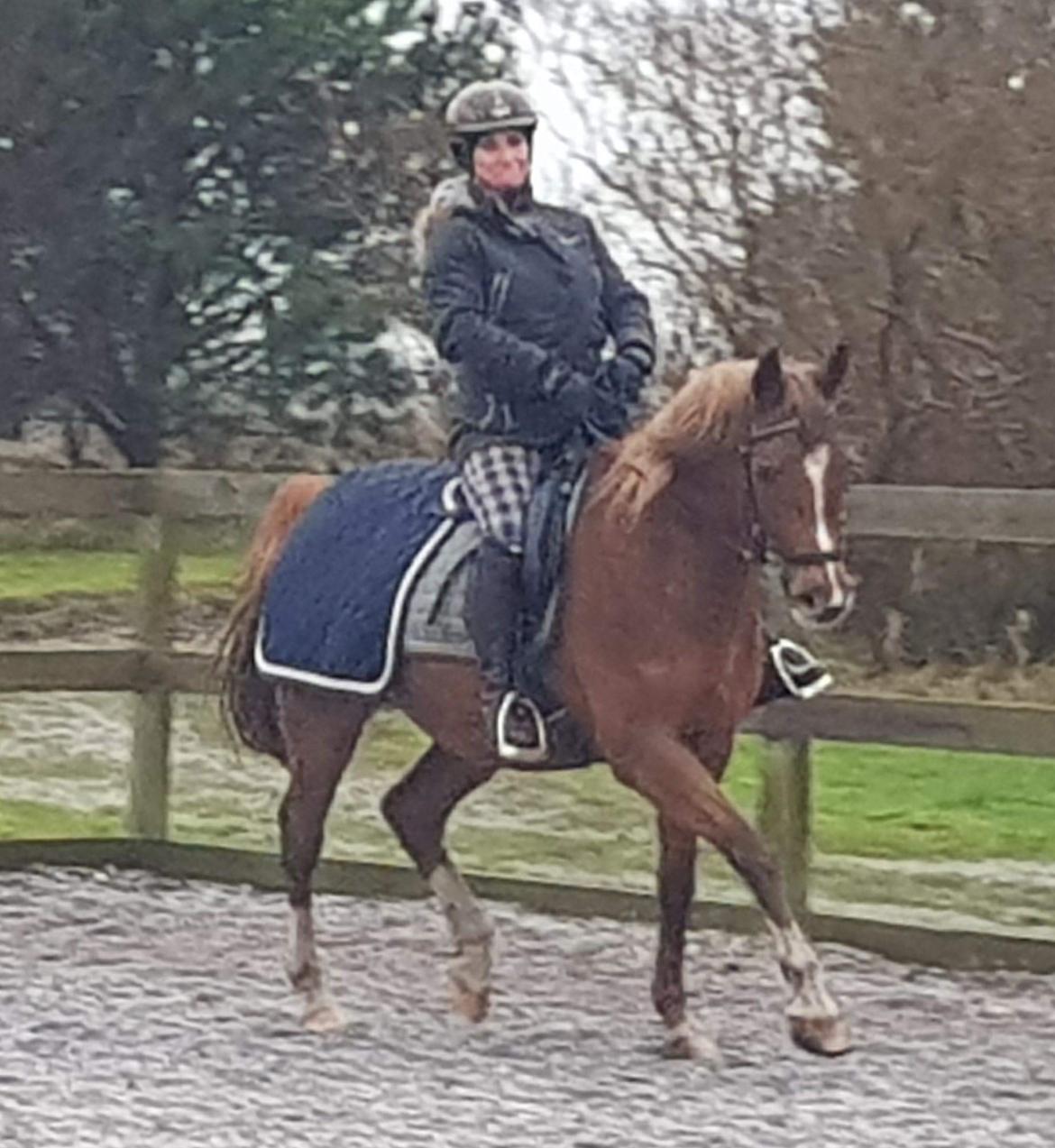 Arabisk fuldblod (OX) Zahrah hamrah el azraff ox billede 18