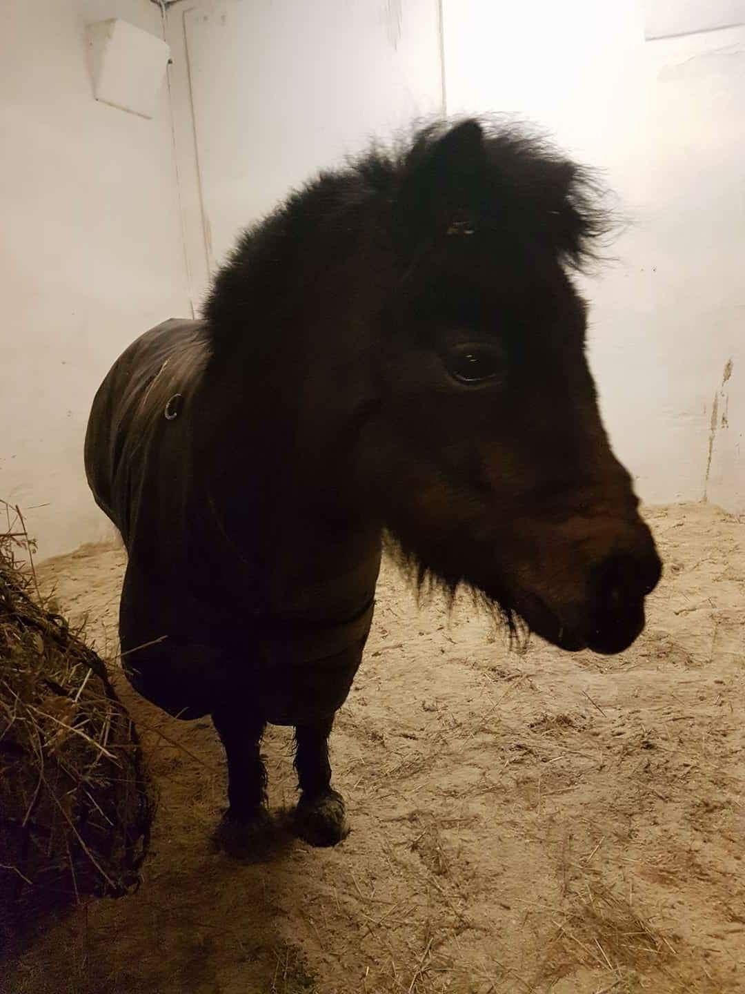 Shetlænder Bøgegaardens Bibbi billede 11