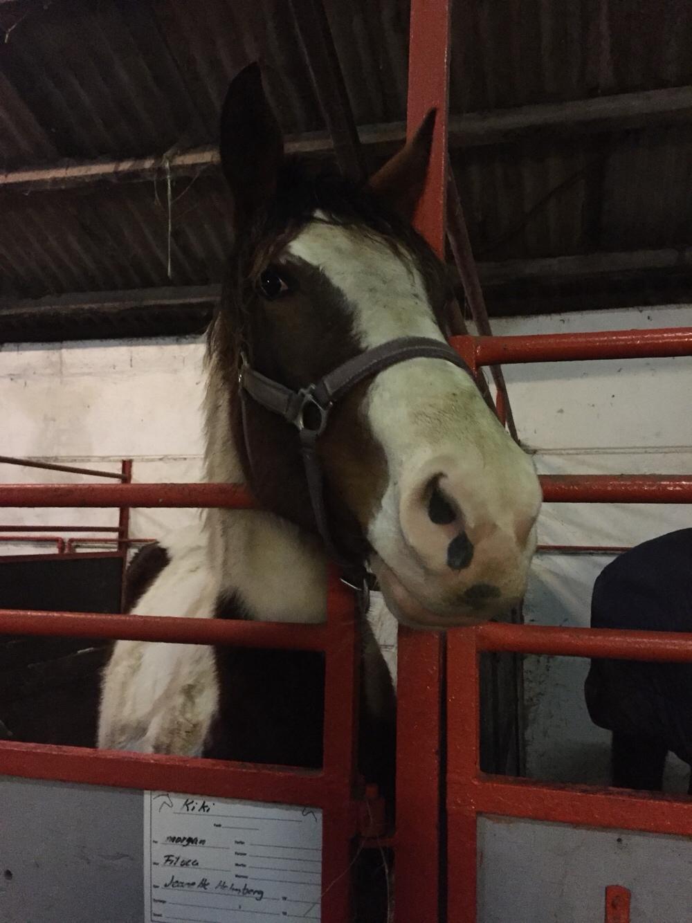 Anden særlig race Holmbergs Kiki Nova billede 16