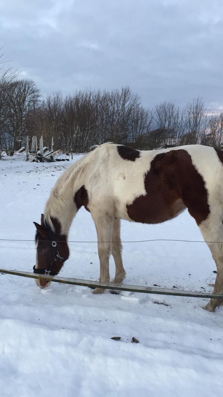 Anden særlig race Holmbergs Kiki Nova billede 18