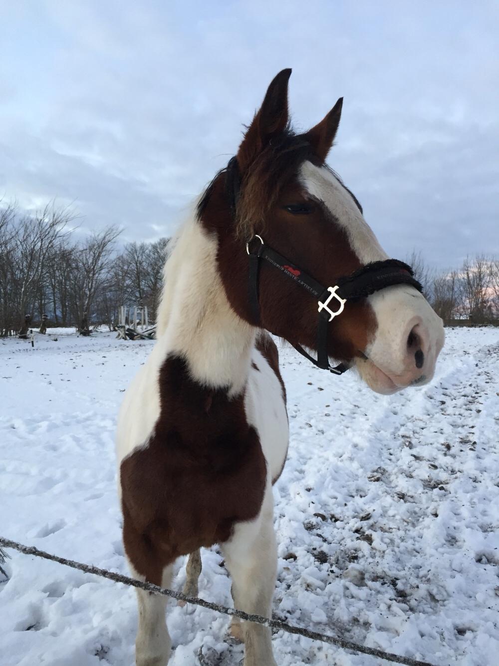 Anden særlig race Holmbergs Kiki Nova billede 19