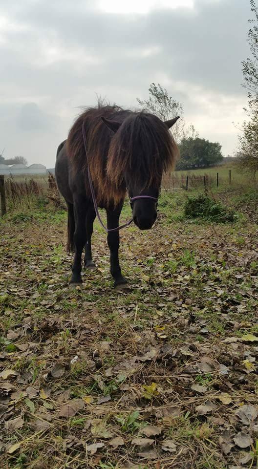 Islænder Kiljan fra Holm Solgt  billede 6