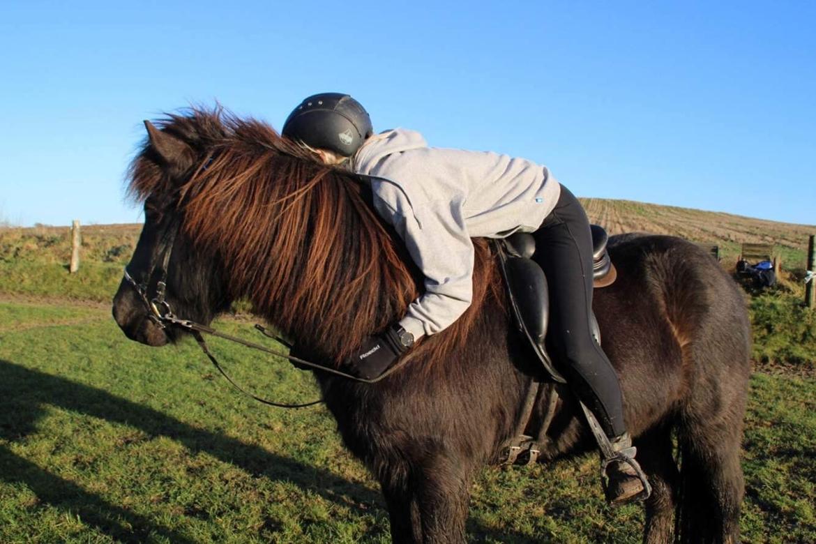 Islænder Siggi fra Vikinghøj billede 14