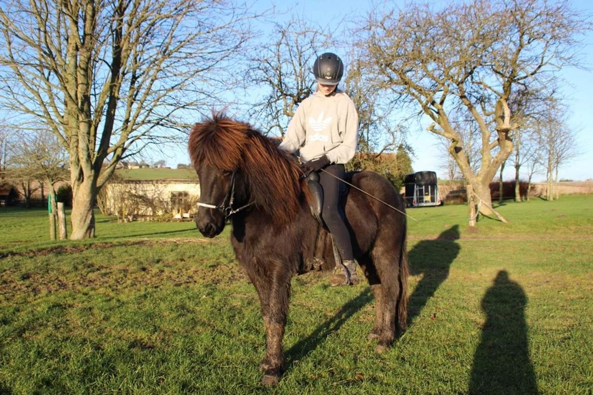 Islænder Siggi fra Vikinghøj billede 15