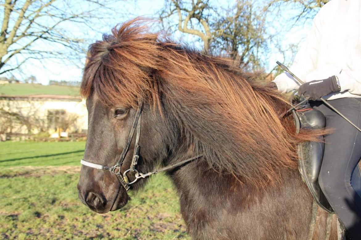 Islænder Siggi fra Vikinghøj billede 13