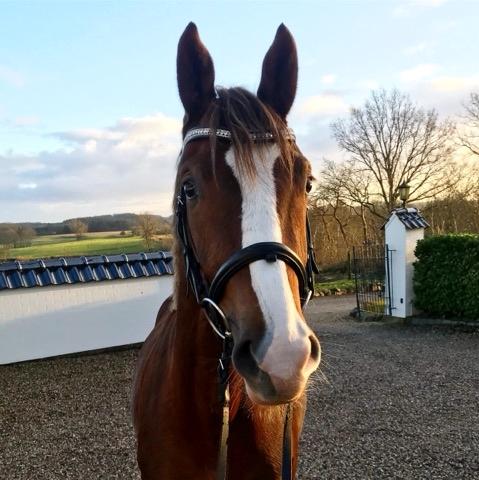 Dansk Varmblod Gørklintgårds Gratia - 2/1-2018 2. gang med trense, men første gang det er spændt. Hun er jordens sejeste tulle! billede 20