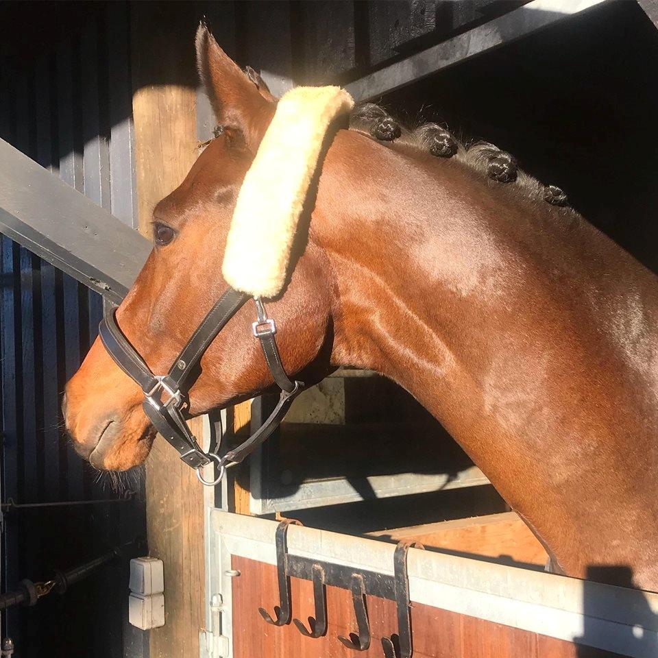 Dansk Varmblod Solbakken's Rocksley - Ankommet hjemme efter vores første stævne sammen. billede 20