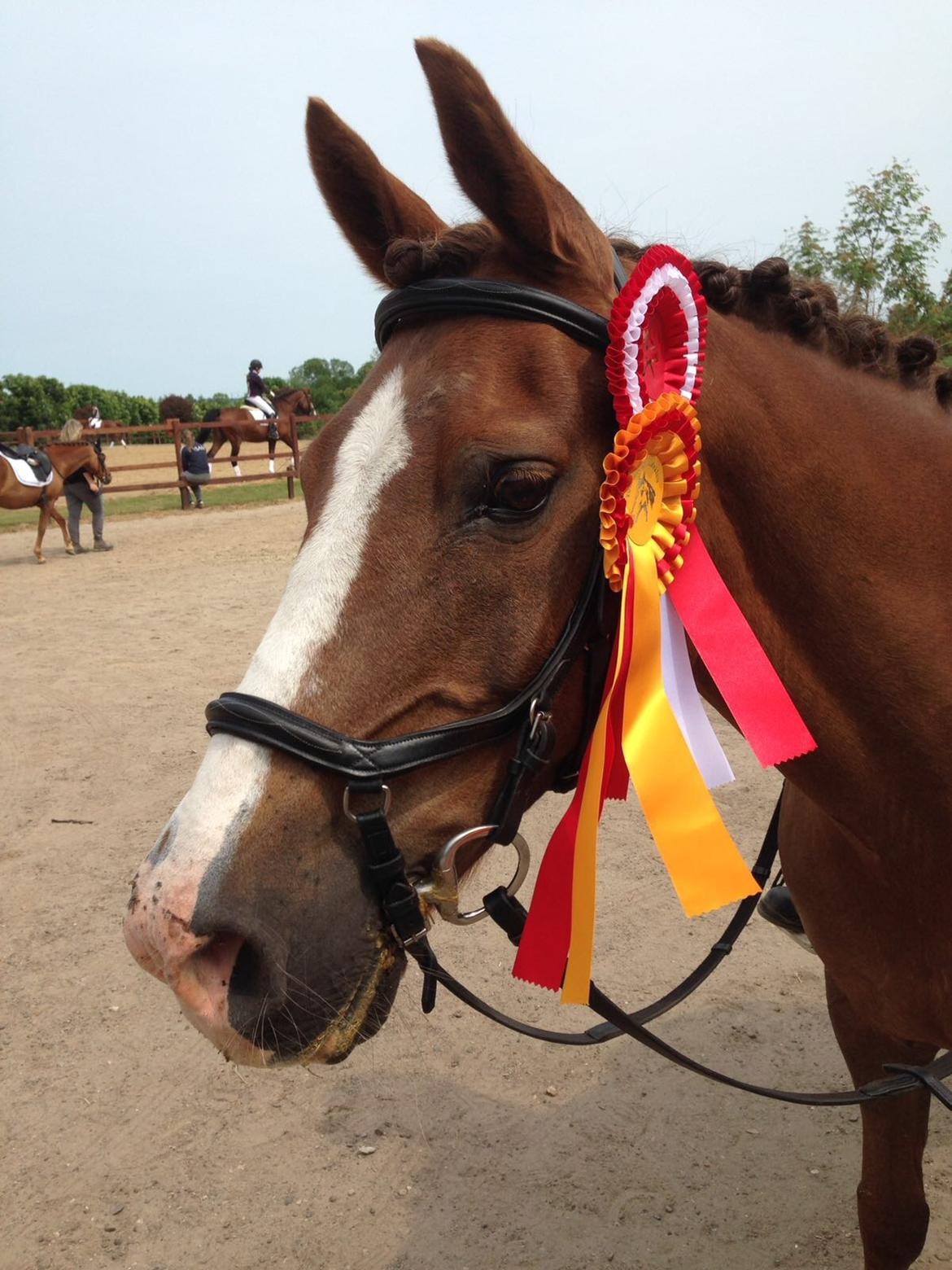 Anden særlig race Spirit billede 7