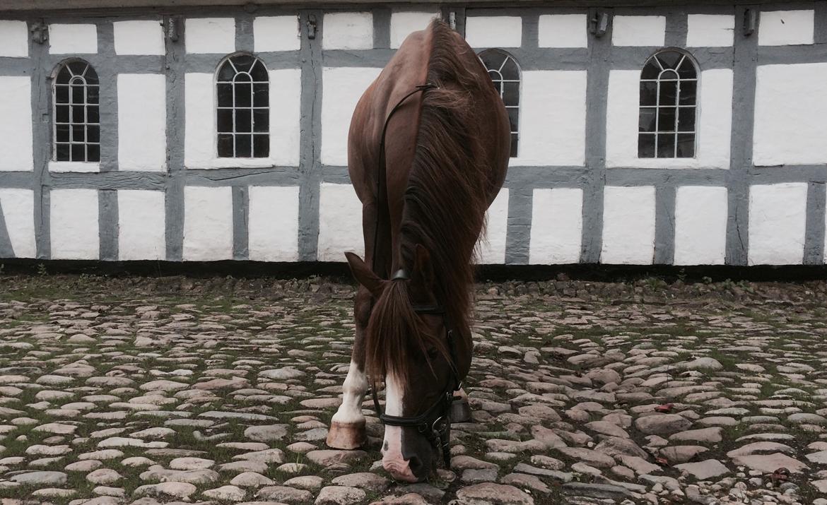 Anden særlig race Spirit billede 8