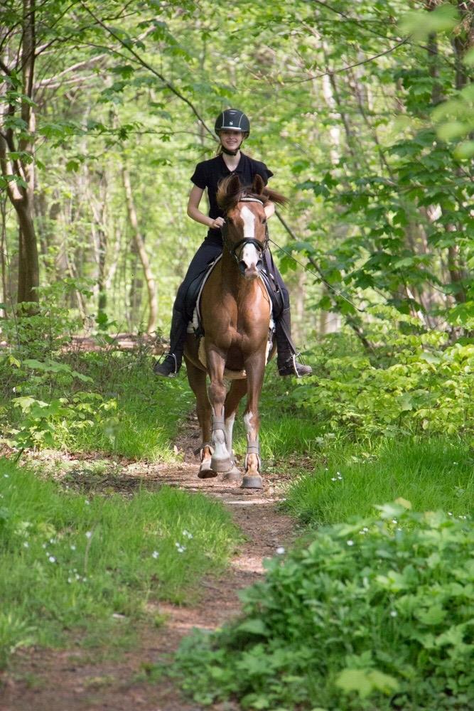 Anden særlig race Spirit billede 11