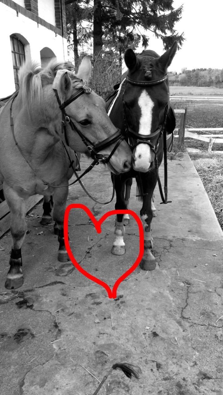 Anden særlig race Spirit billede 5