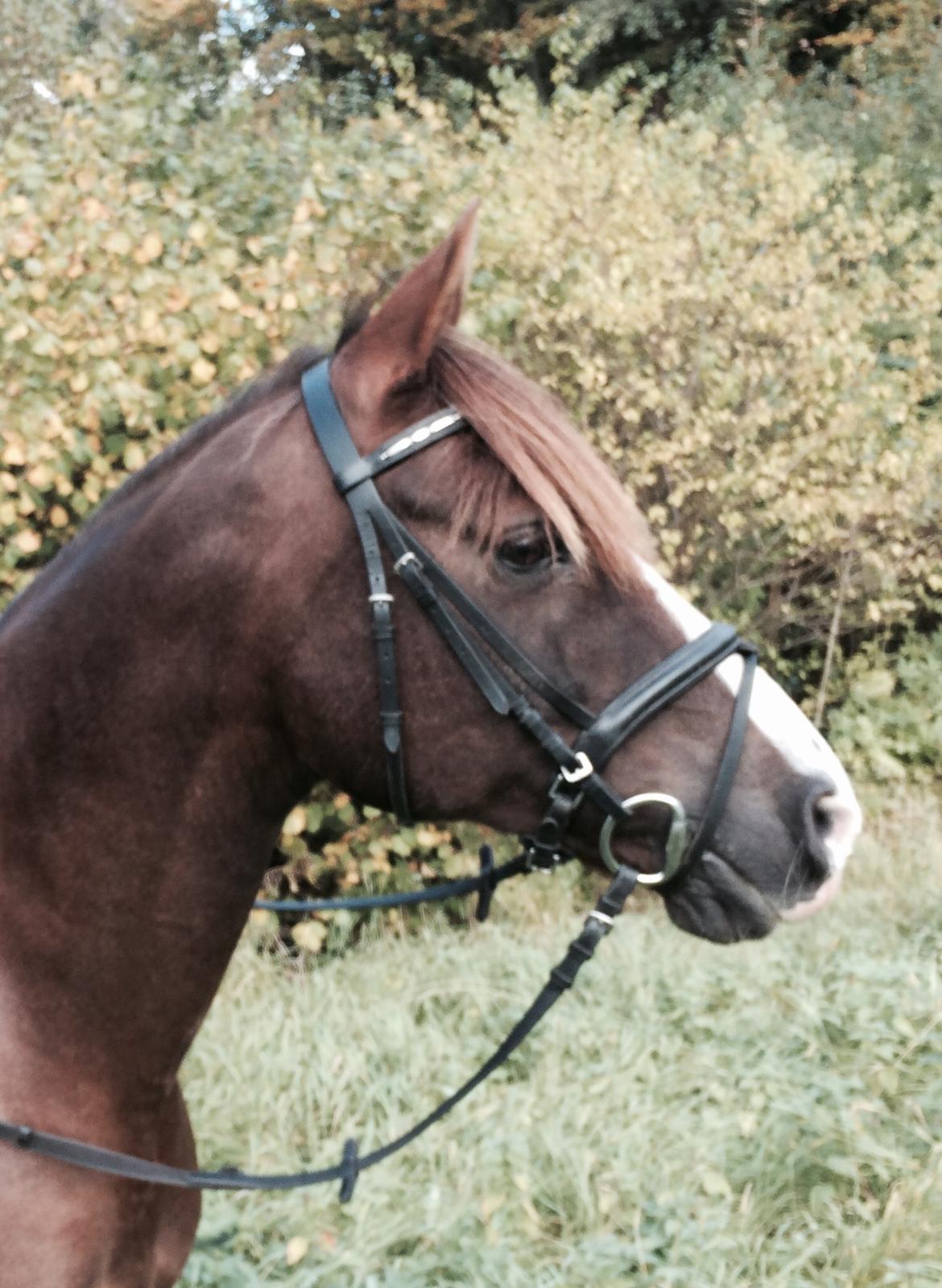 Anden særlig race Spirit billede 15