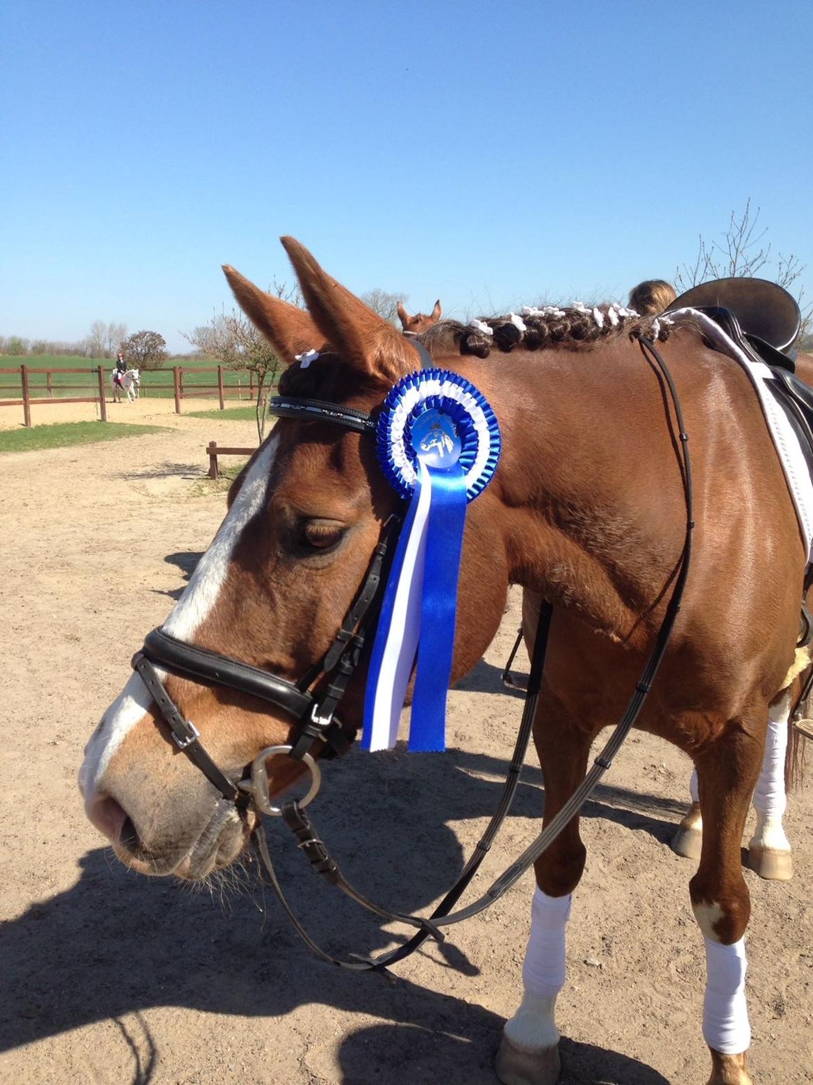Anden særlig race Spirit billede 17