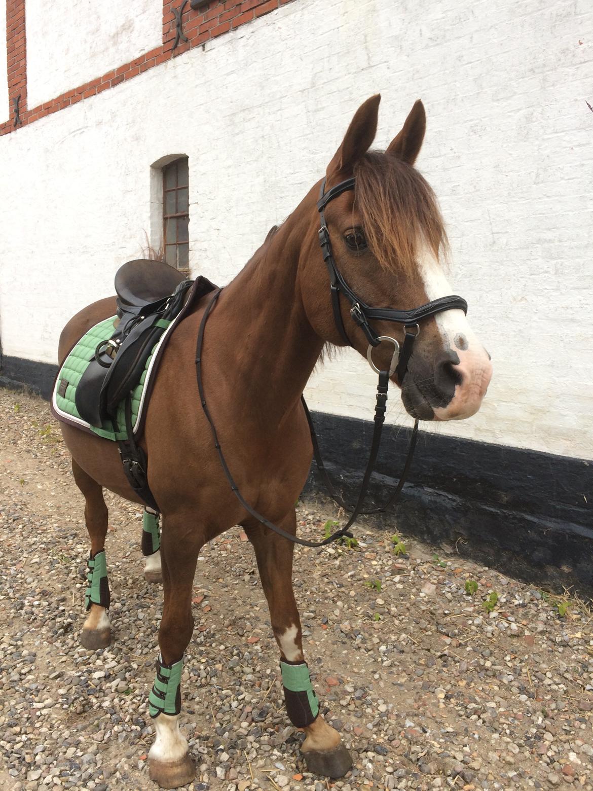 Anden særlig race Spirit billede 18