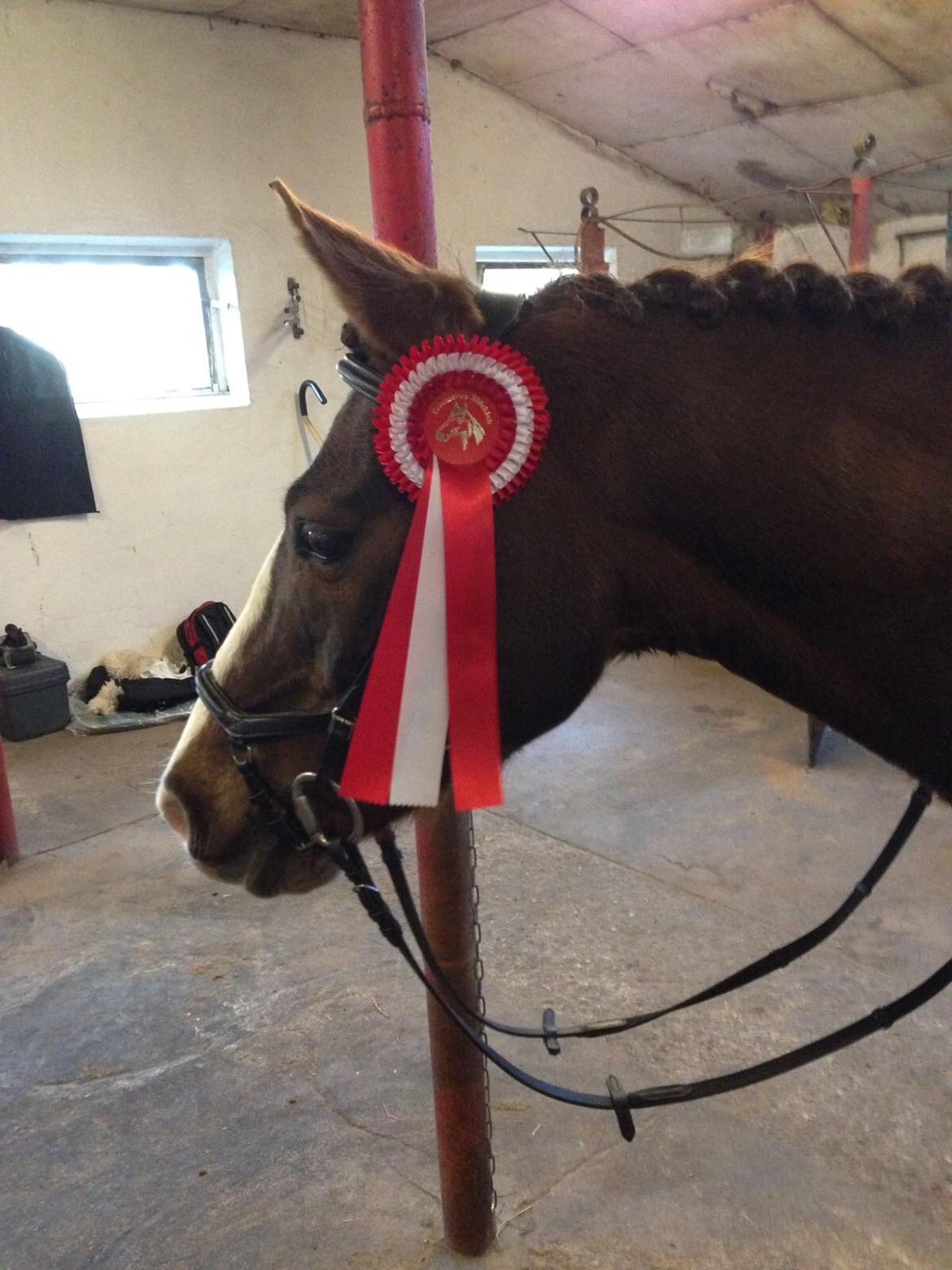 Anden særlig race Spirit billede 20