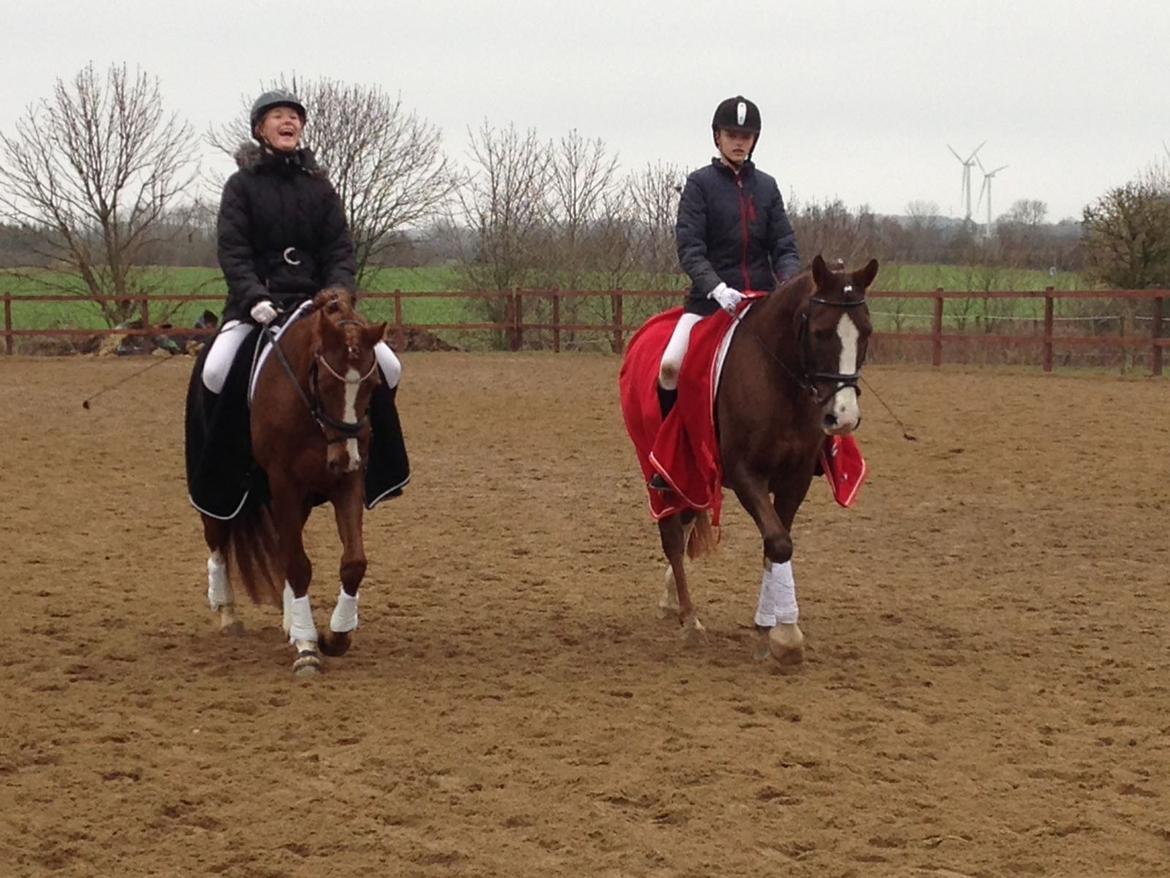 Anden særlig race Spirit billede 16