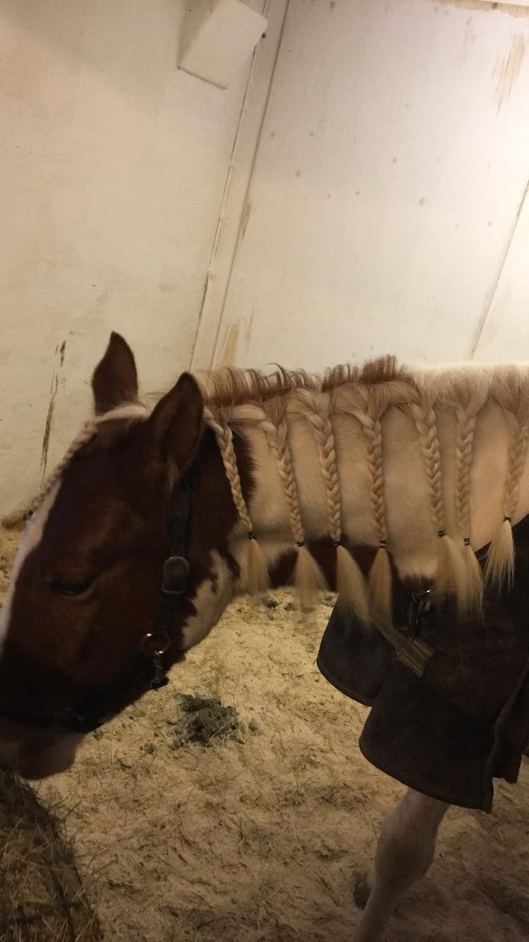 Anden særlig race Maja billede 10