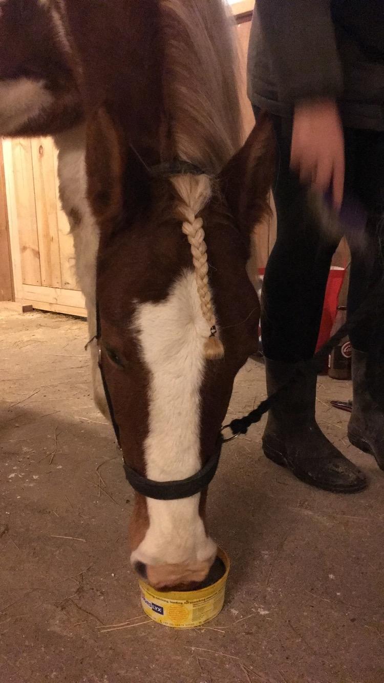 Anden særlig race Maja billede 9