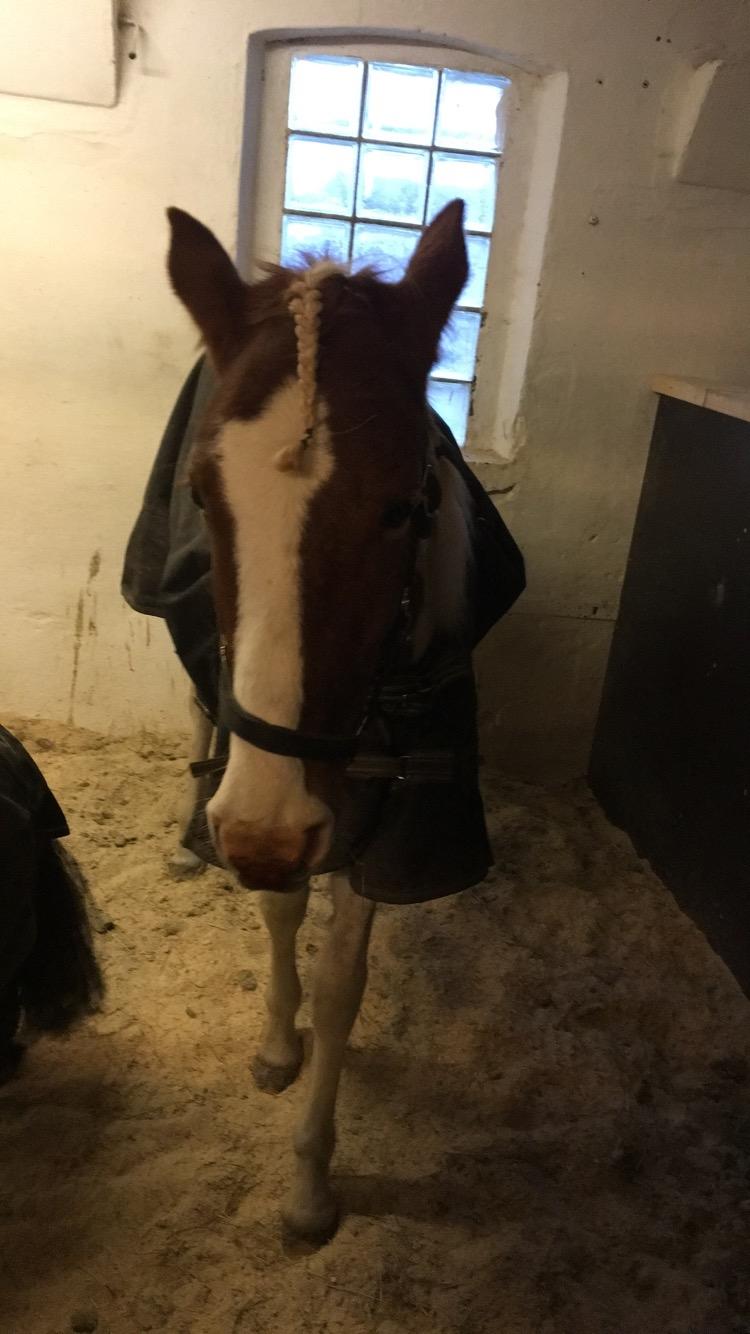 Anden særlig race Maja billede 11