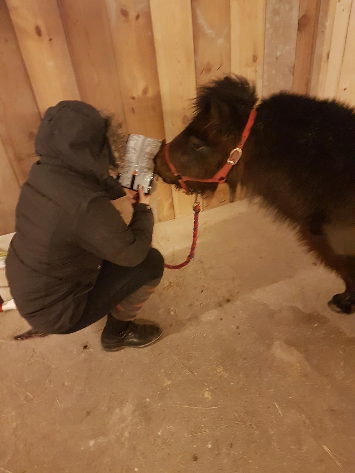 Shetlænder Bøgegaardens Bibbi billede 12
