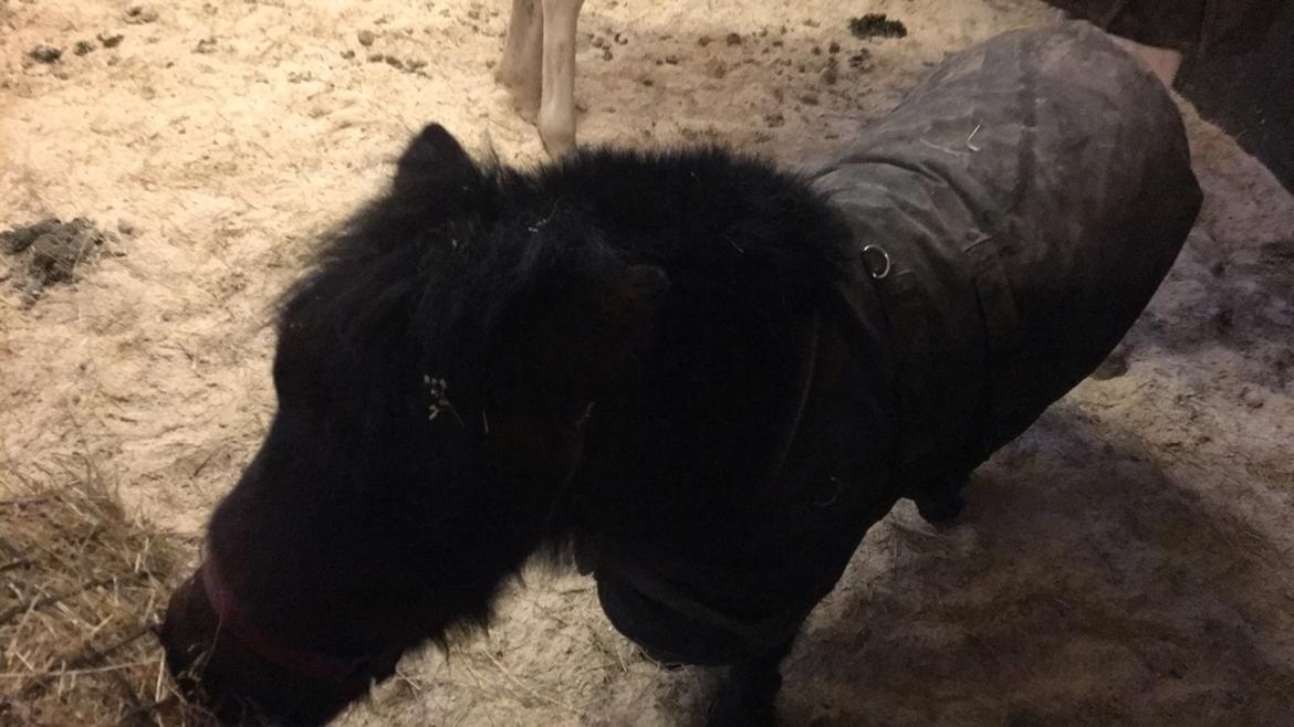 Shetlænder Bøgegaardens Bibbi billede 13