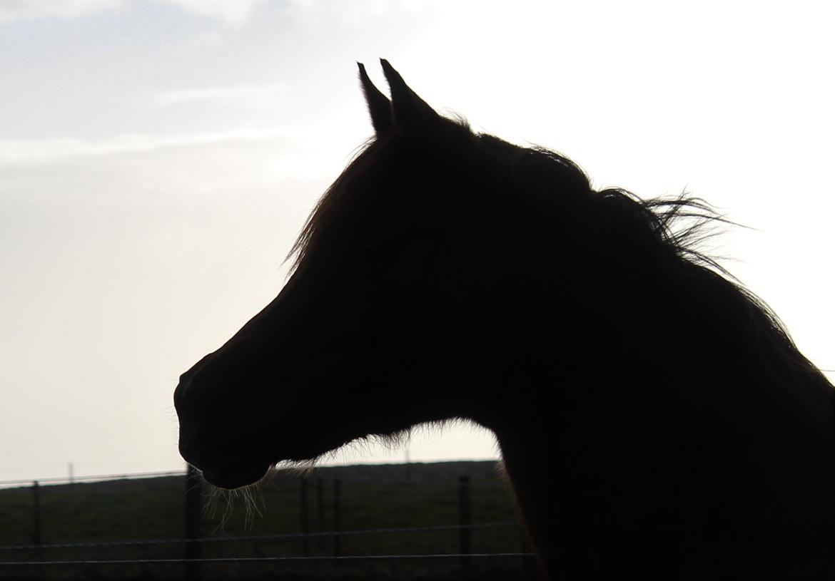 Arabisk fuldblod (OX) Walihma ox billede 1