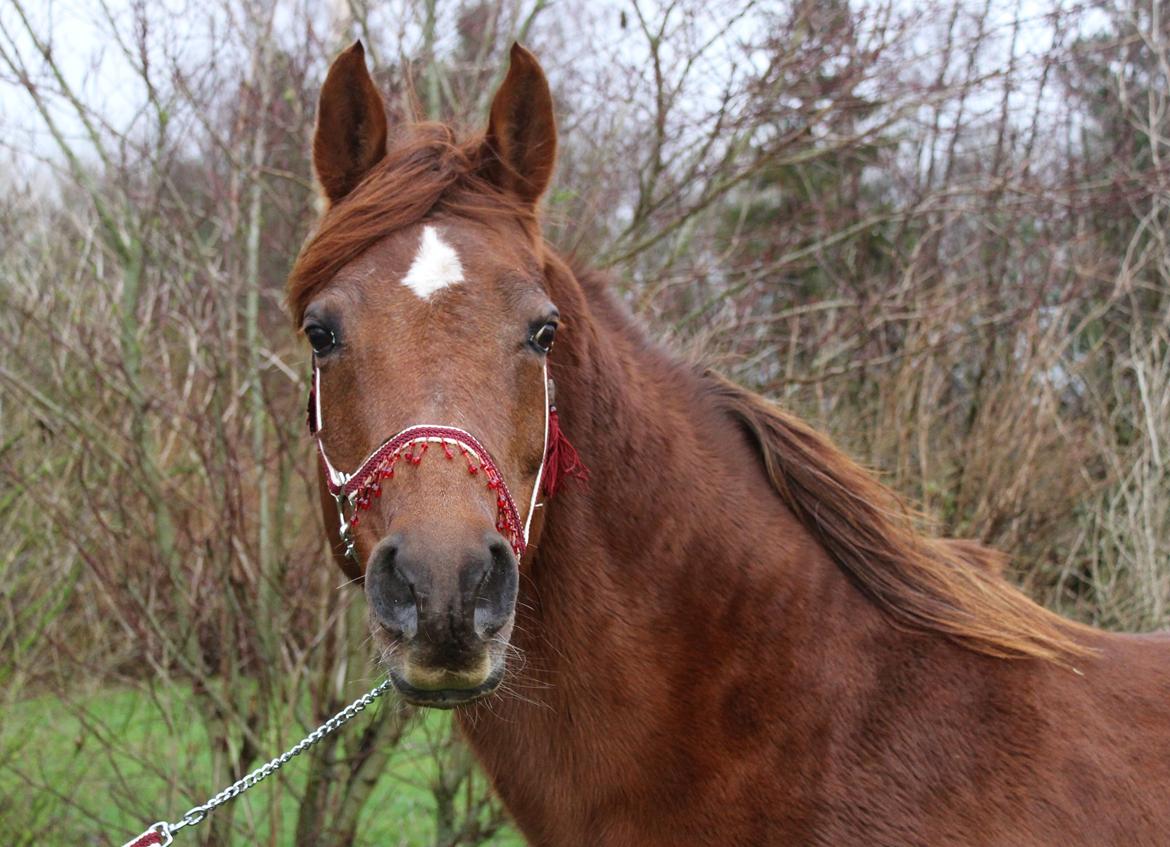 Arabisk fuldblod (OX) Walihma ox billede 2