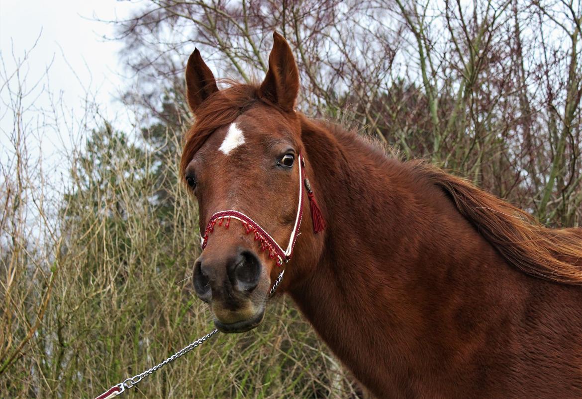 Arabisk fuldblod (OX) Walihma ox billede 3