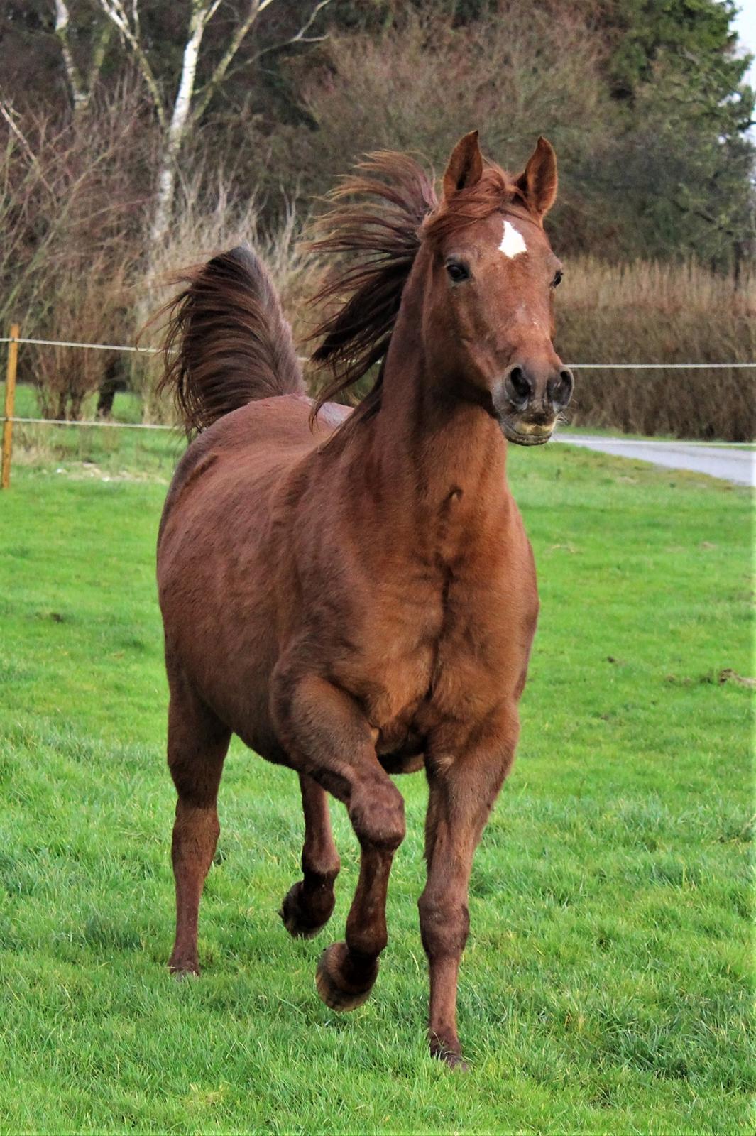 Arabisk fuldblod (OX) Walihma ox billede 4